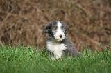 BEARDED COLLIE 327